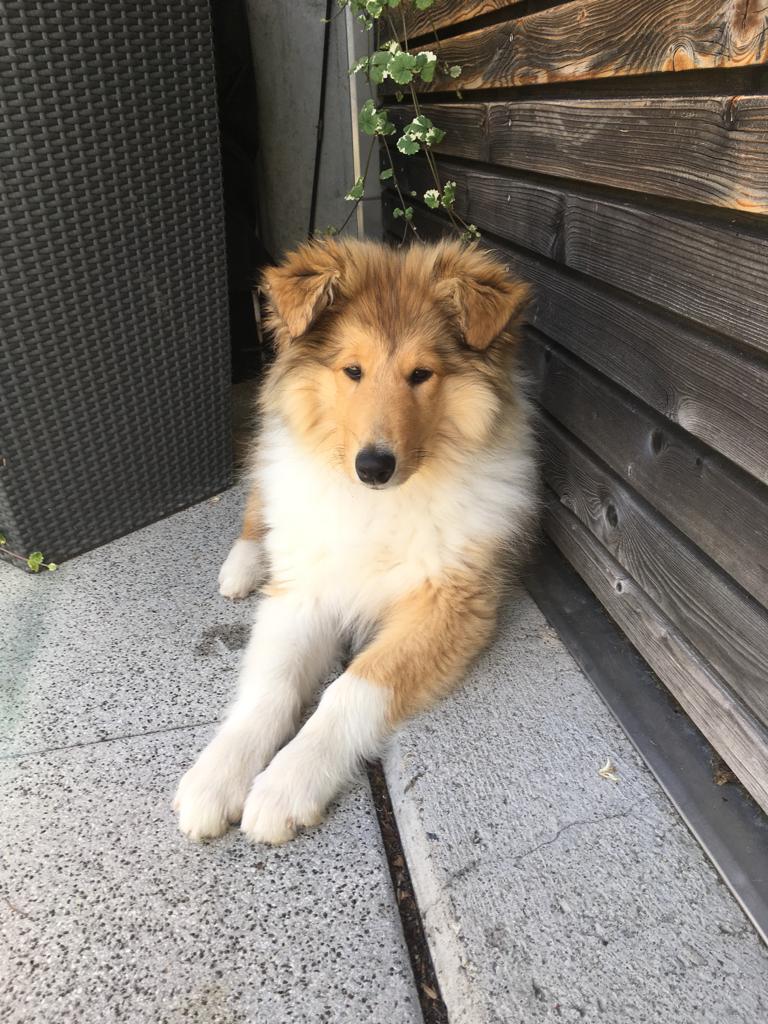 Eddie mit ca. 16 Wochen