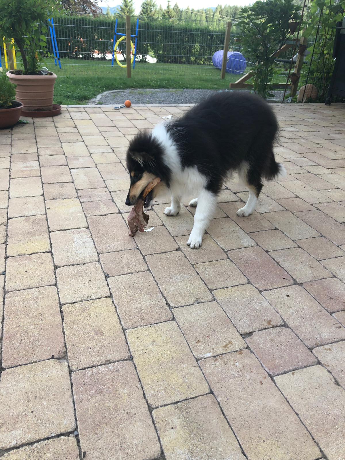 Enya mit ca. 16 Wochen