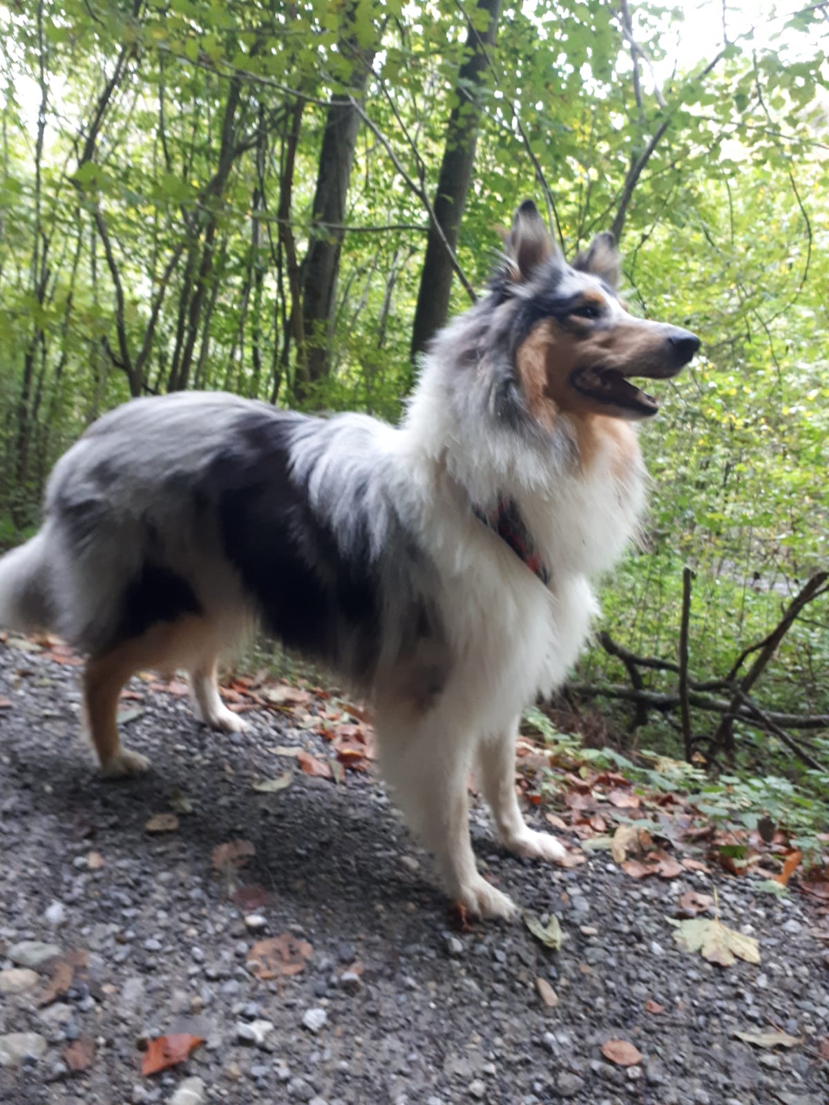 Conny mit ca. 16 Monaten