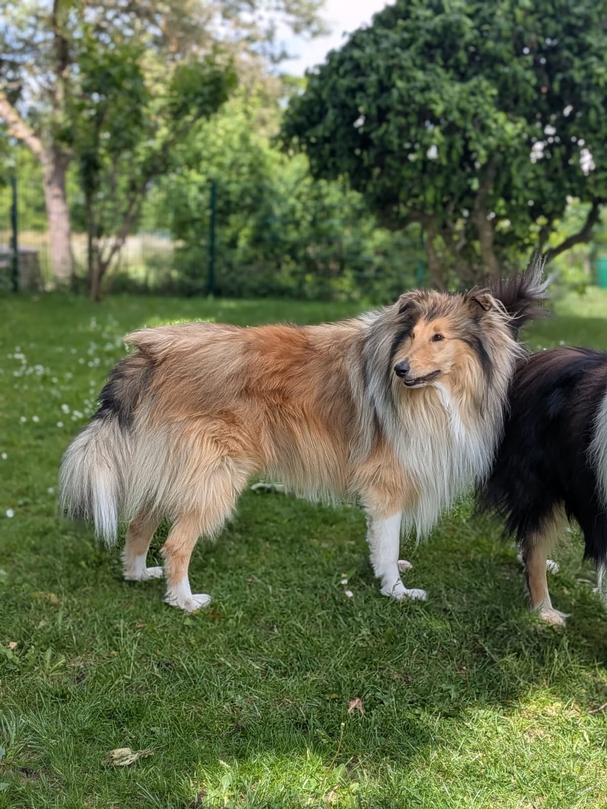 Kenai mit 3 Jahren 