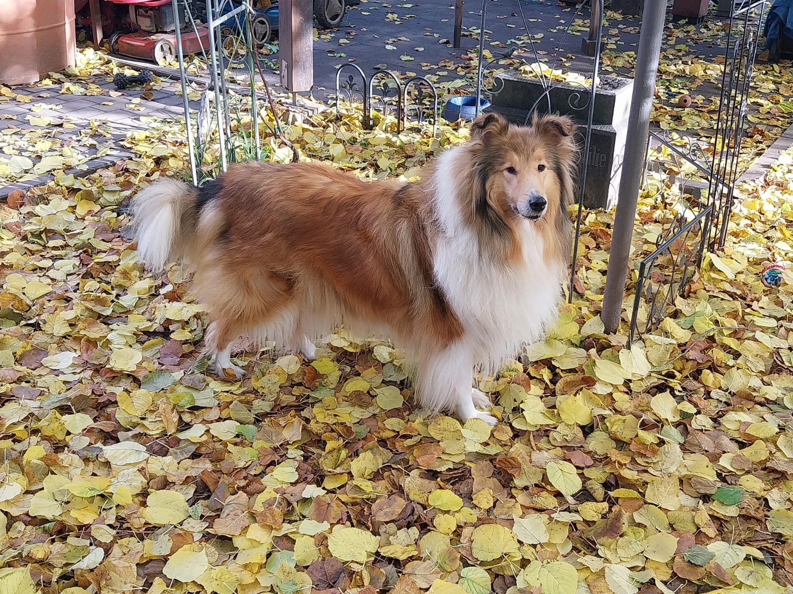 Daisy mit 6 Jahren 