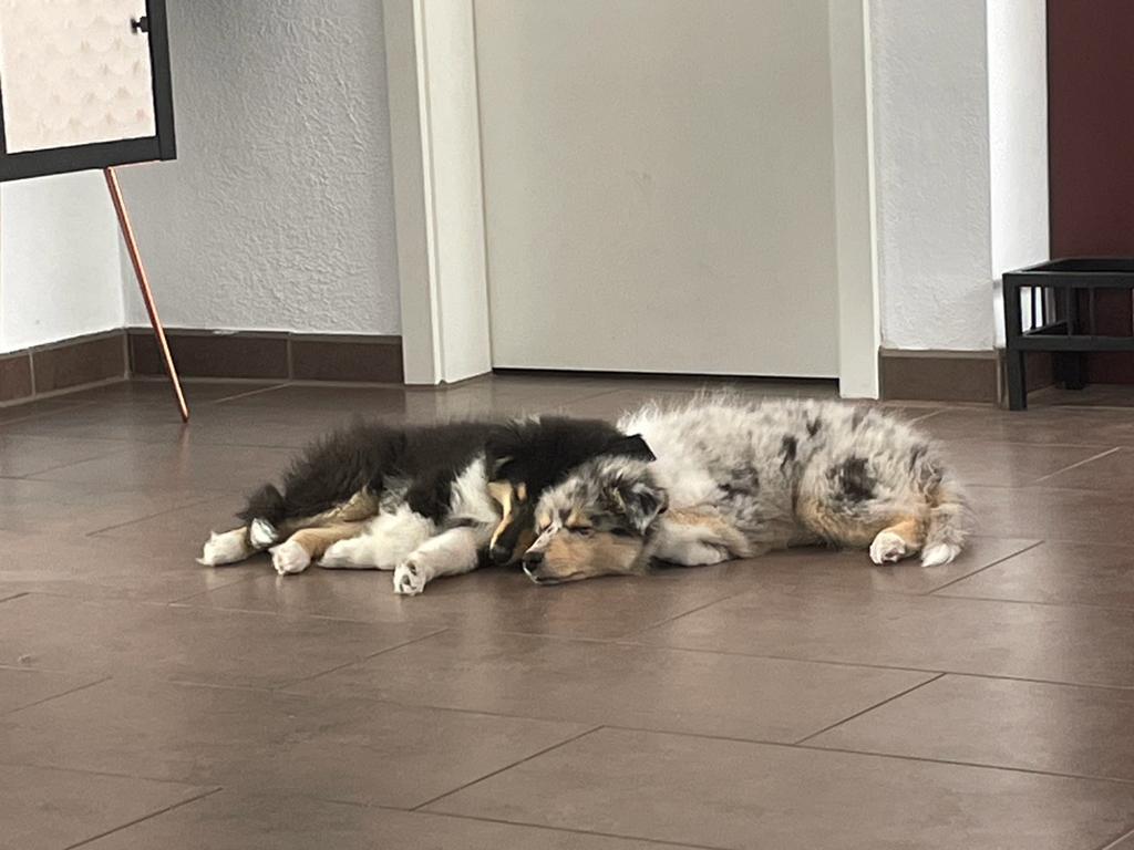 Jelena und Joy im neuen Zuhause 
