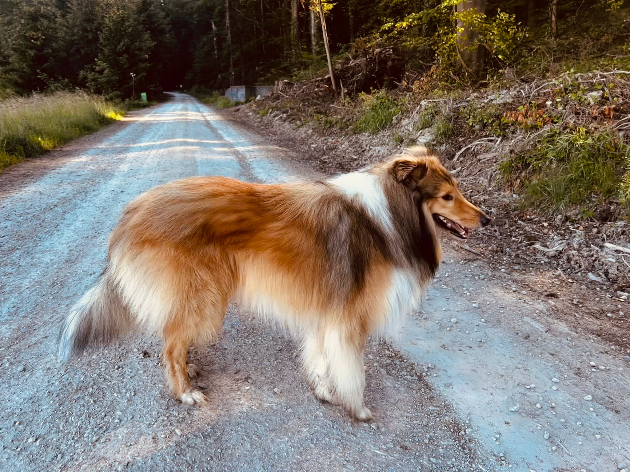 Koda mit 2 Jahren 