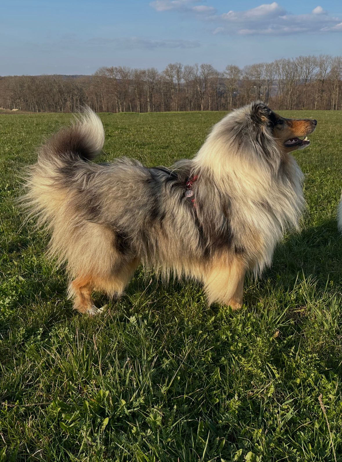 Newt mit 2 Jahren 
