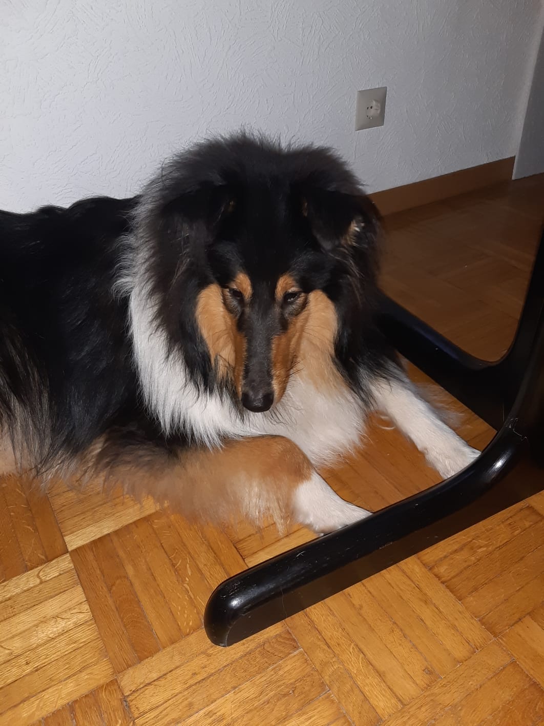 Ernie mit ca. 8 monaten 