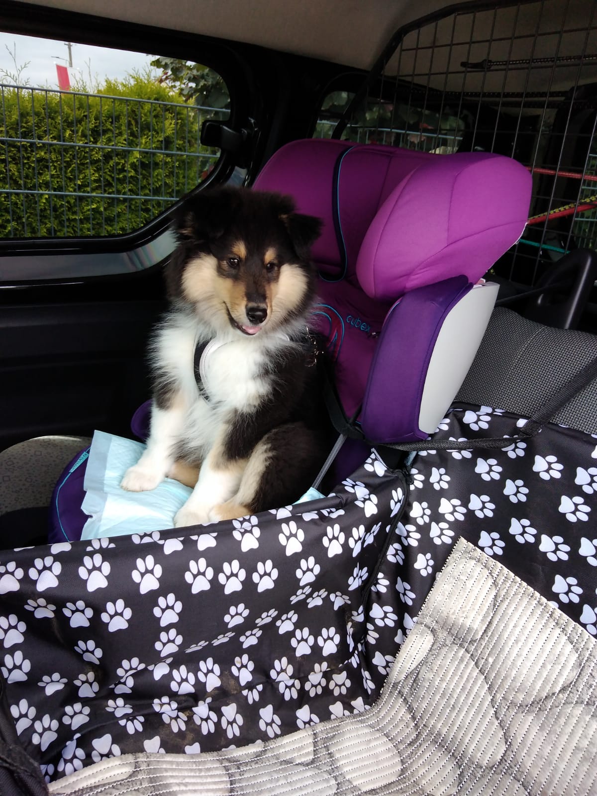 Holly mit ca. 14 Wochen