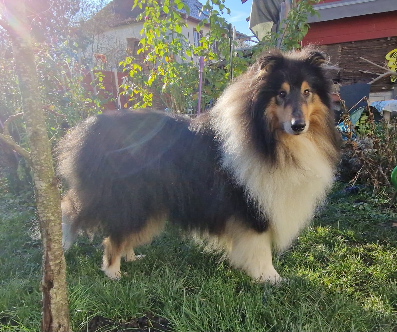 Gonzo mit 5 Jahren 