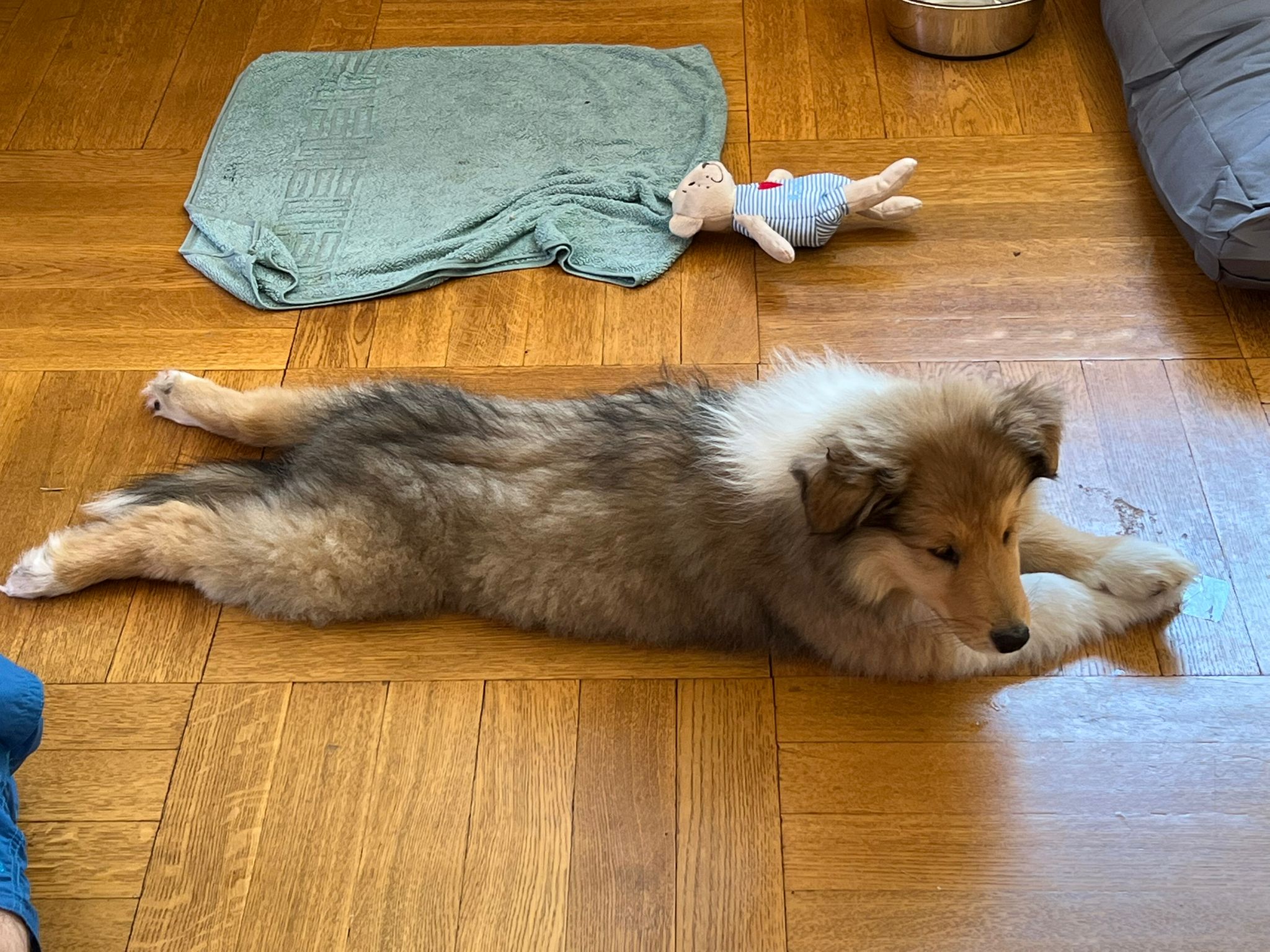 Kenzo im neuen Zuhause 