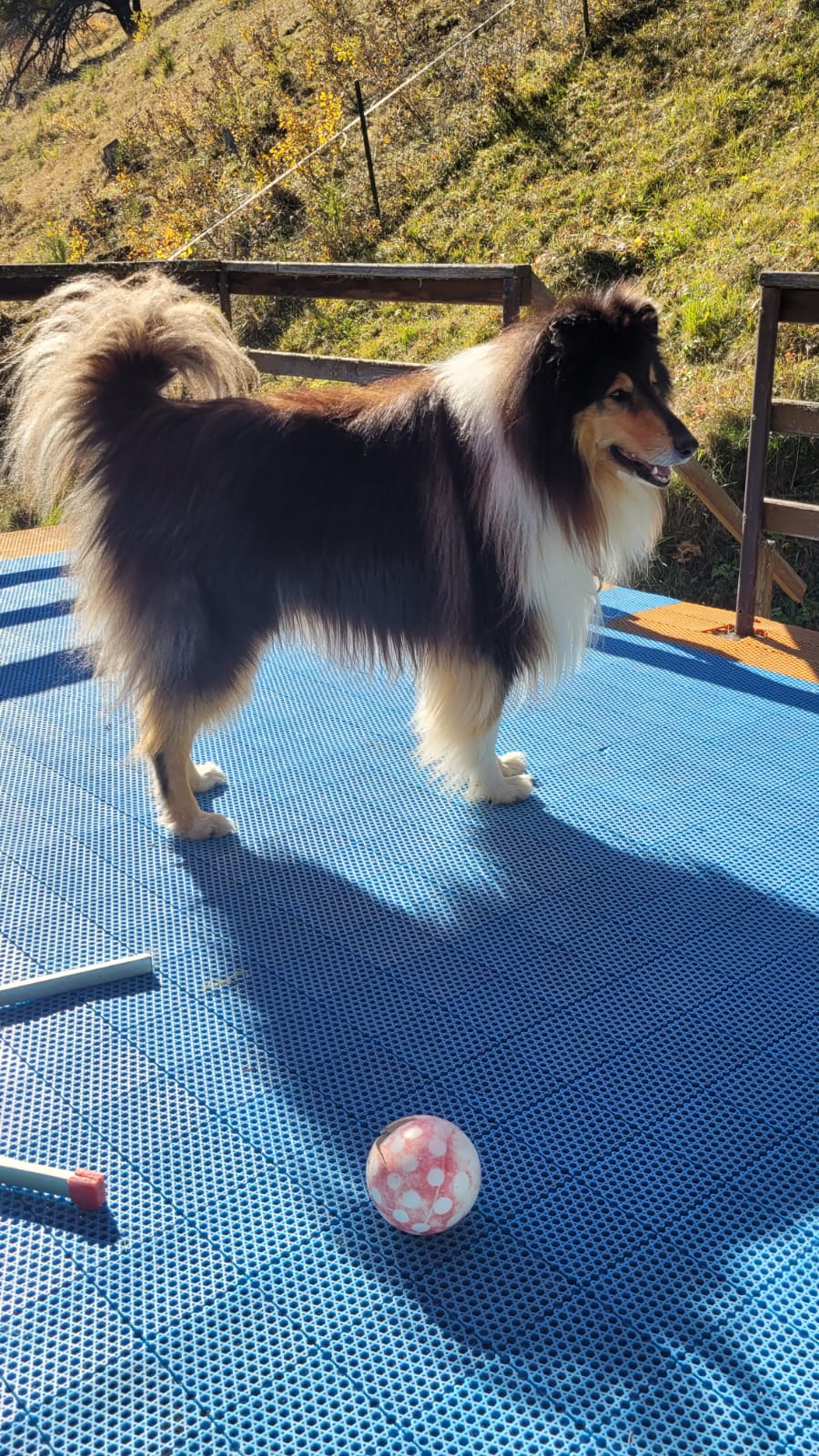Dusty mit 7 Jahren 
