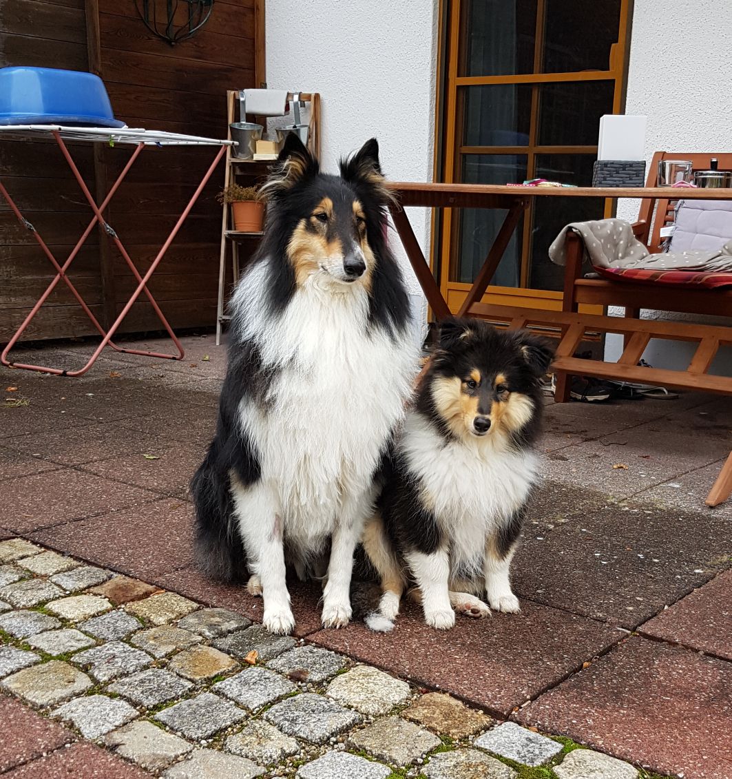 Bonny mit ca. 11 Wochen mit ihrem neuem Partner