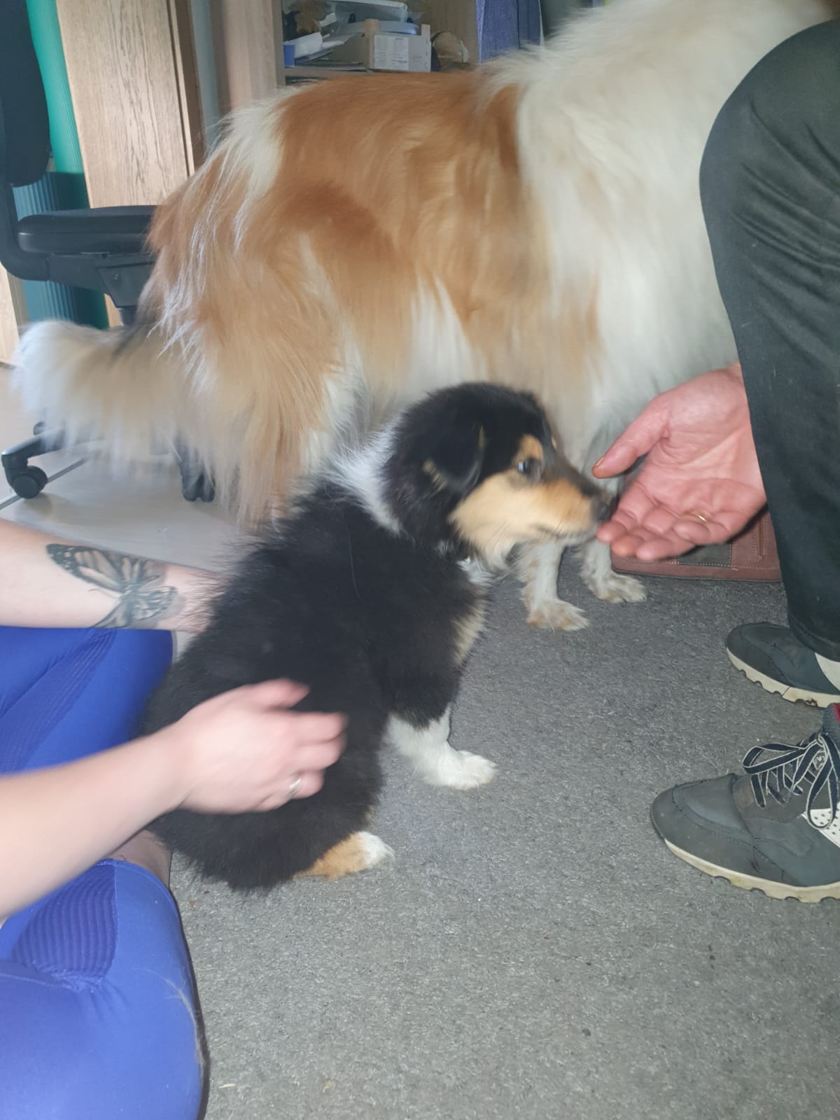 Jessi im neuen Zuhause 