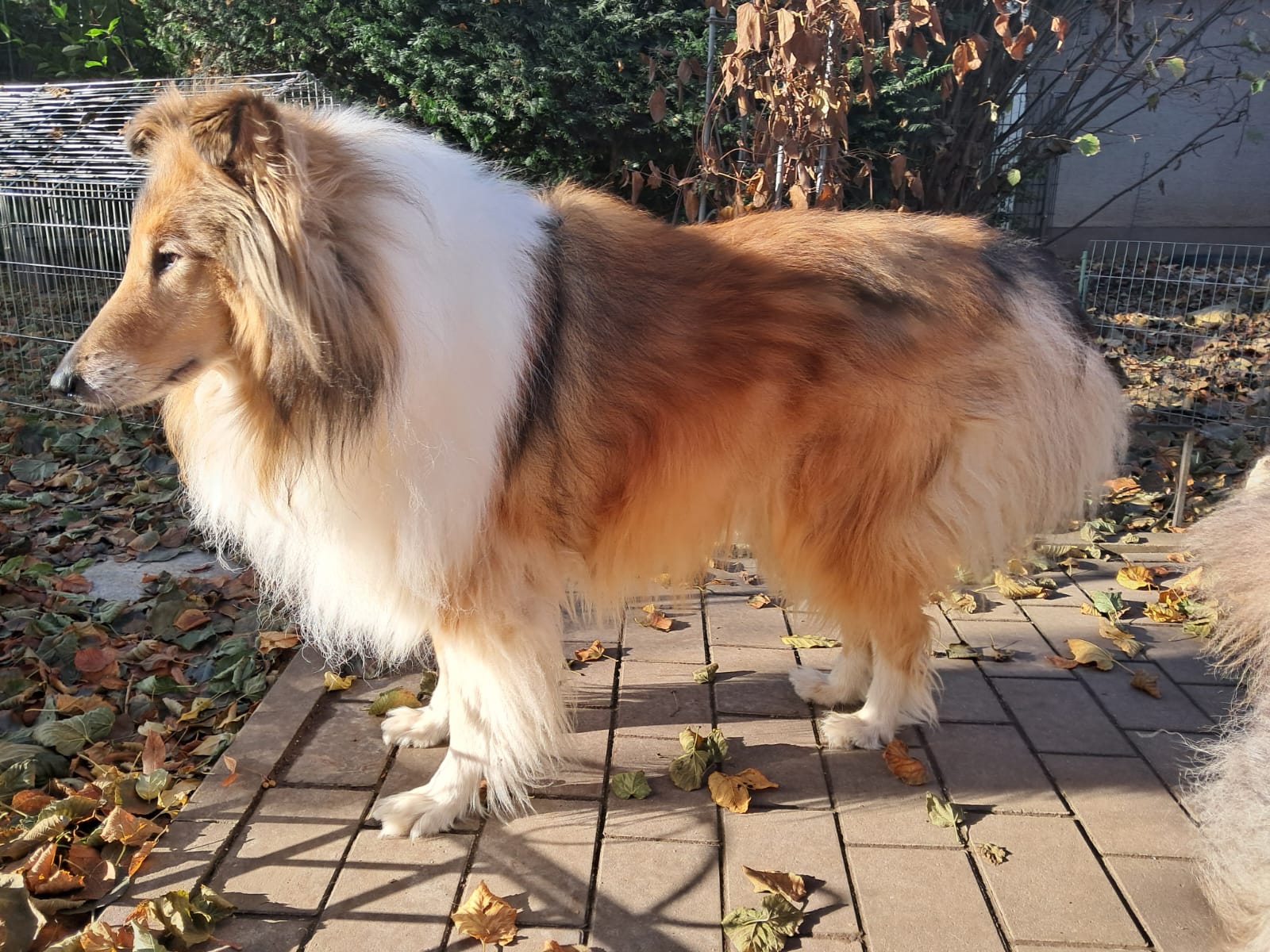 Diego mit 7 Jahren 