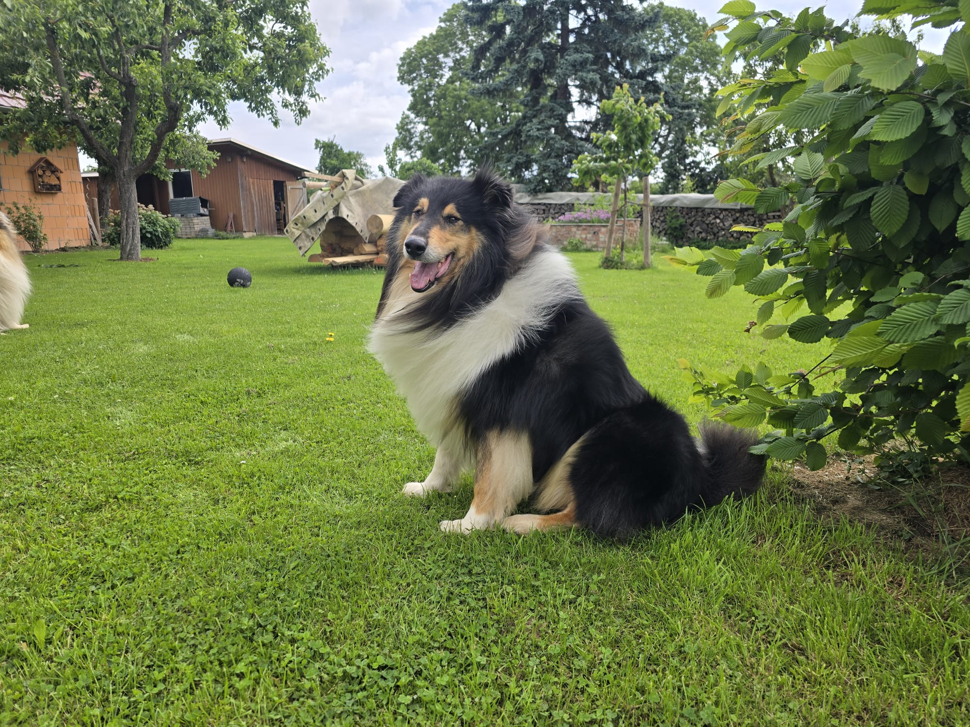Harry mit 4 Jahren 