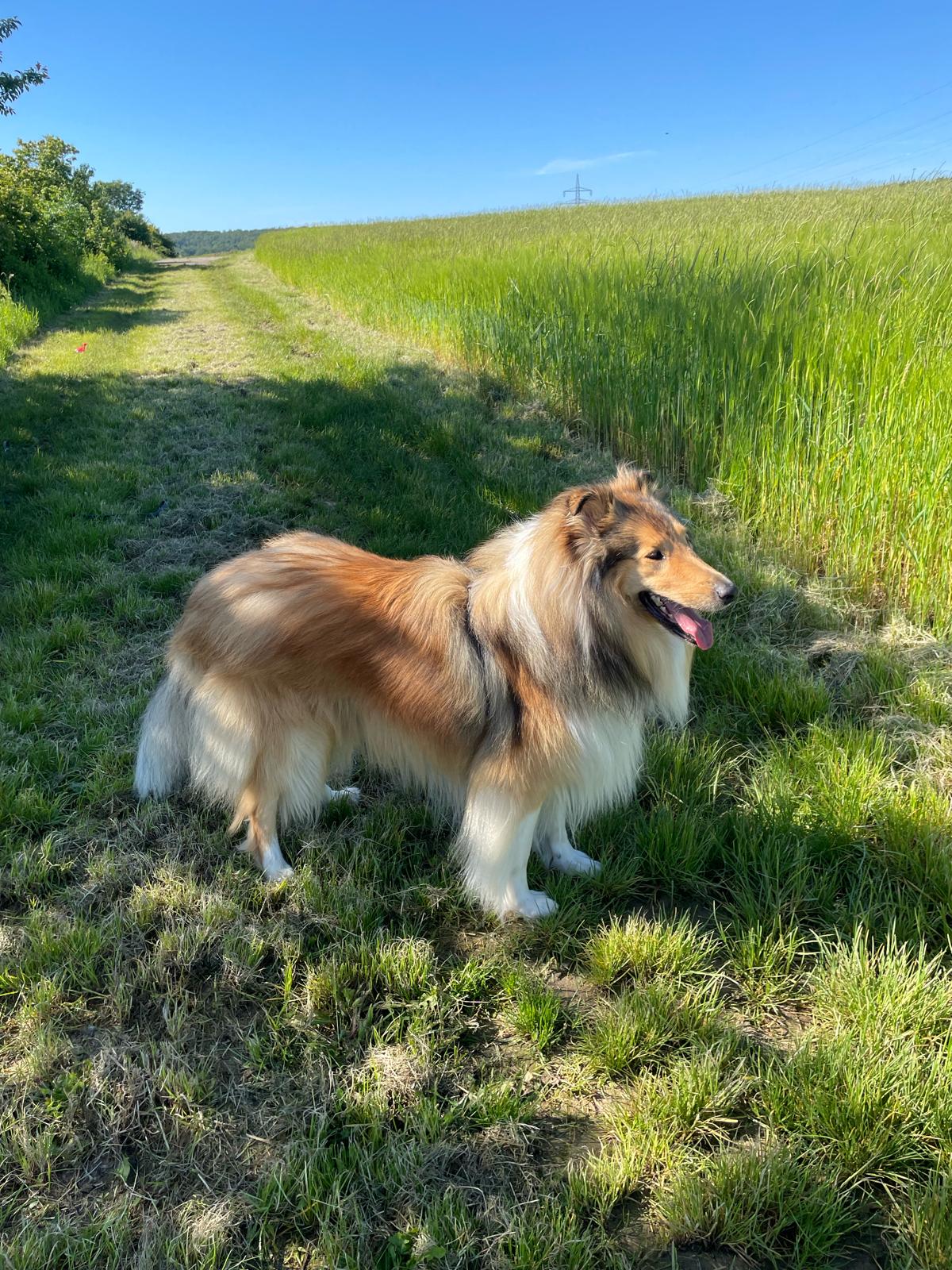 Kion mit 2 Jahren 