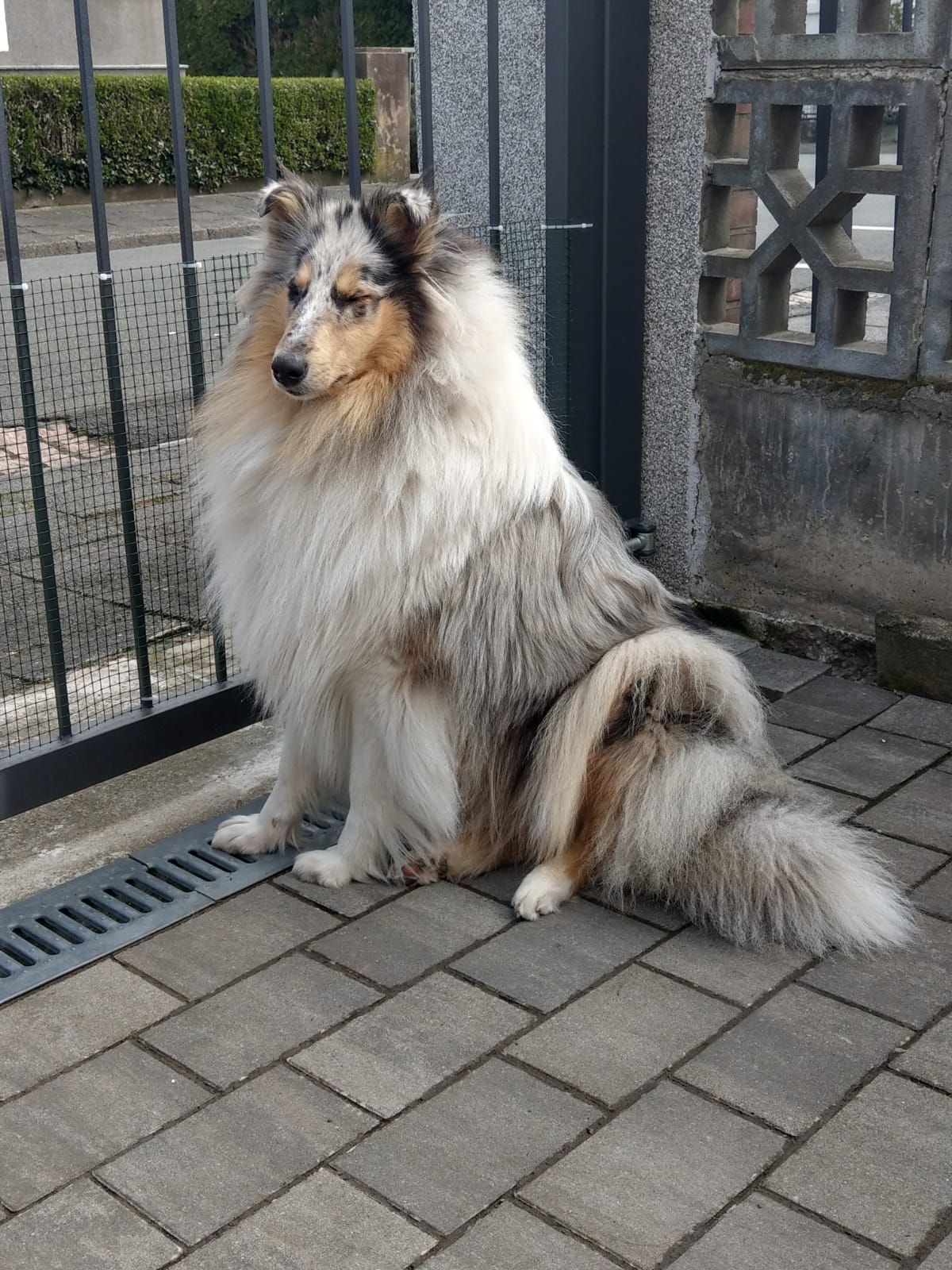 Cindy mit ca. 18 Monaten