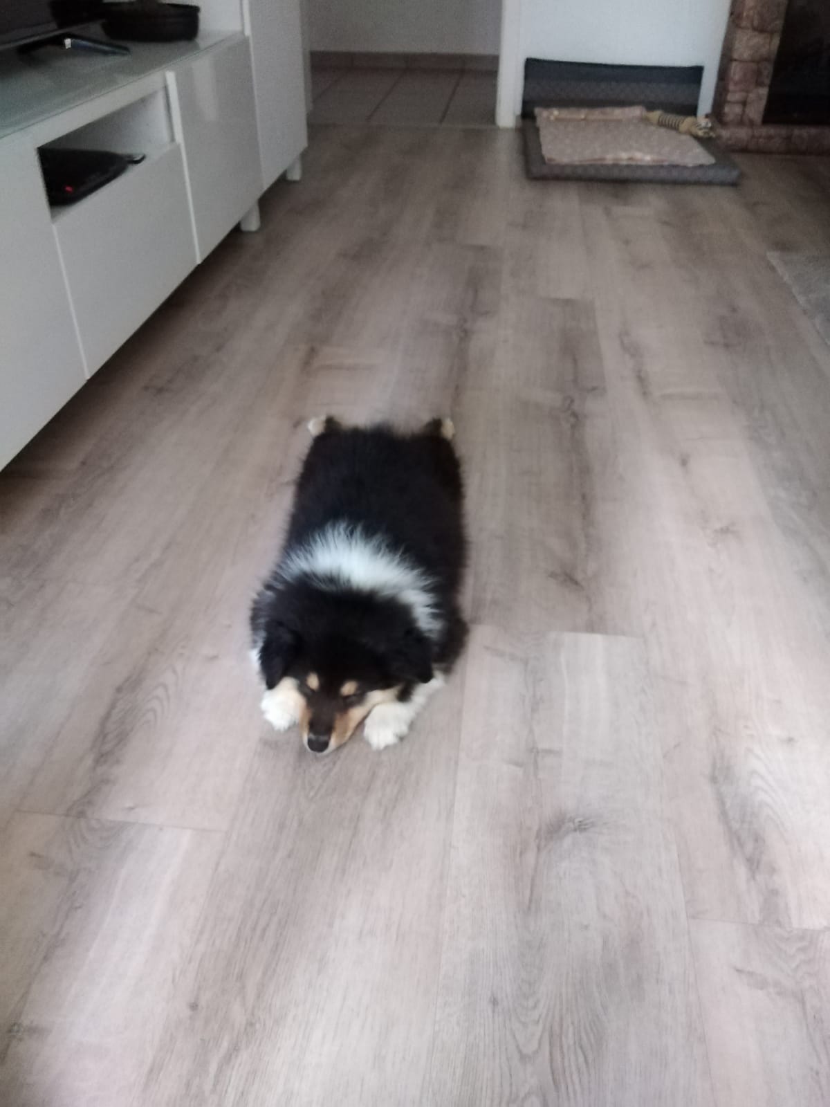 Holly mit ca. 10 Wochen