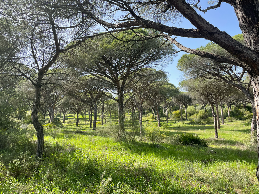 Wanderweg durch den Naturpark Tajo