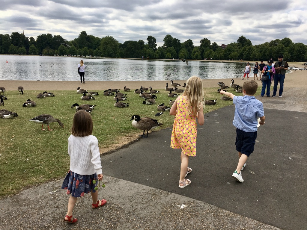 Pond with ducks in London
