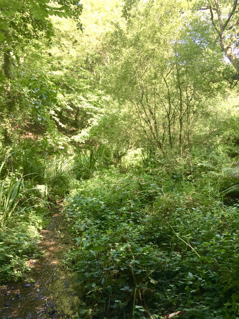 St. Catherine's Wood
