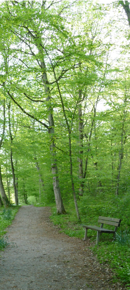 Yvonne Mayer Reutlingen Tübingen Bochum Wattenscheid Psychotherapie Körperpsychotherapie IoPT Aufstellen Entwicklungstrauma Bindungstrauma Dami Charf Franz Ruppert Franz Renggli Healy Neurogenes Zittern Verbundatmen Rebirthing Authentische Wurzeln Olbrich