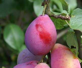 zdjęcie pochodzi ze strony : www.keepers-nursery.co.uk/warwickshire-drooper-plum-fruit-trees.aspx