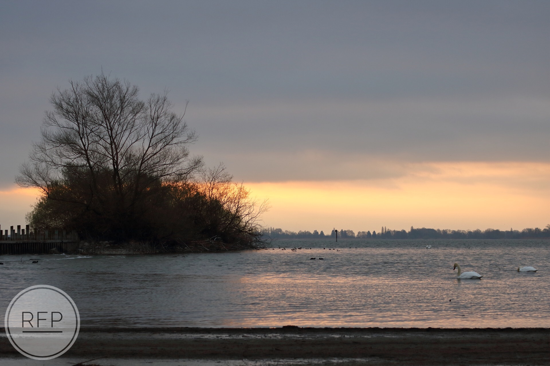 Rheinspitz, Bodensee