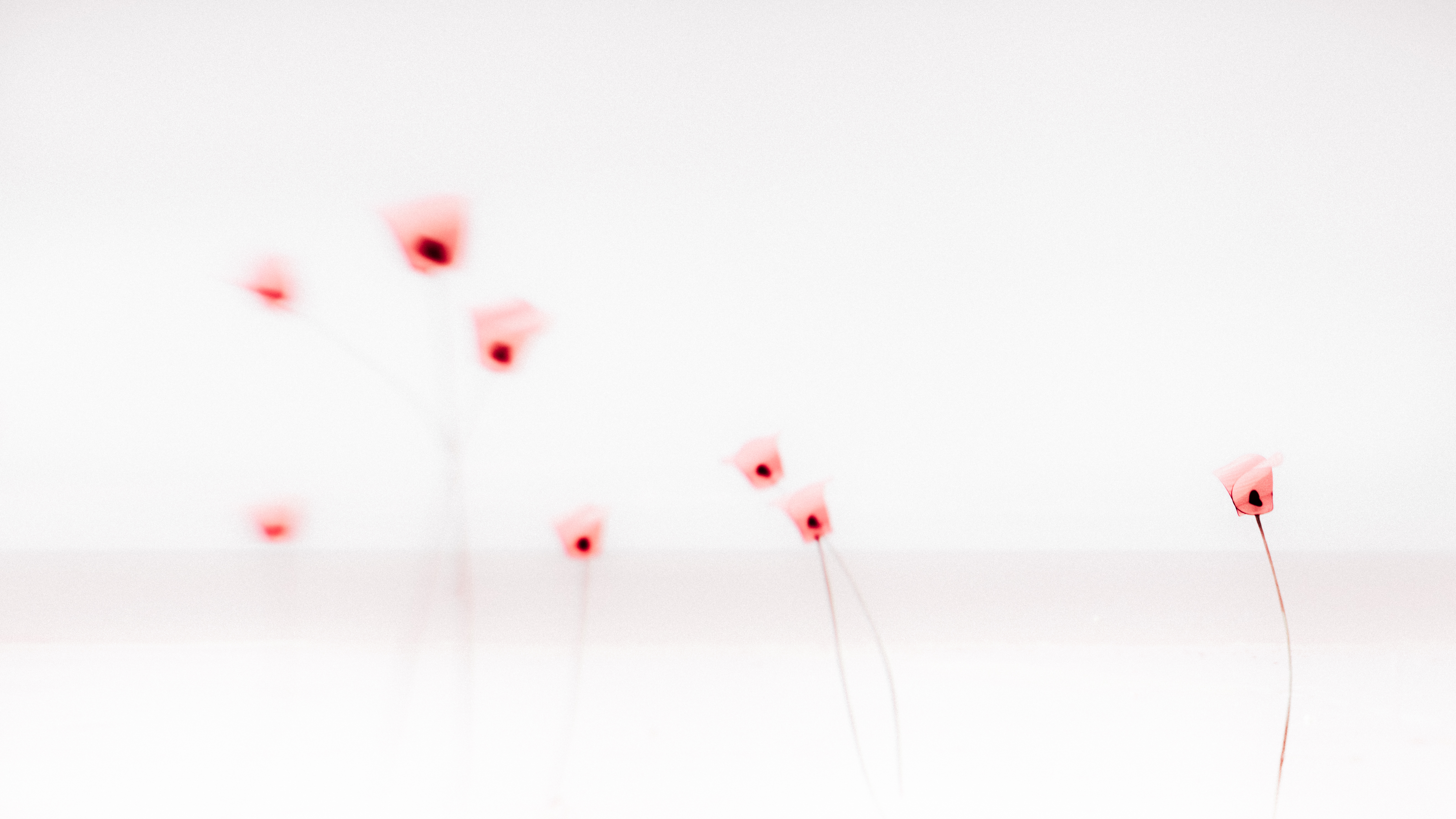 Evelyne Gaillou photographe - Evelyne Gaillou