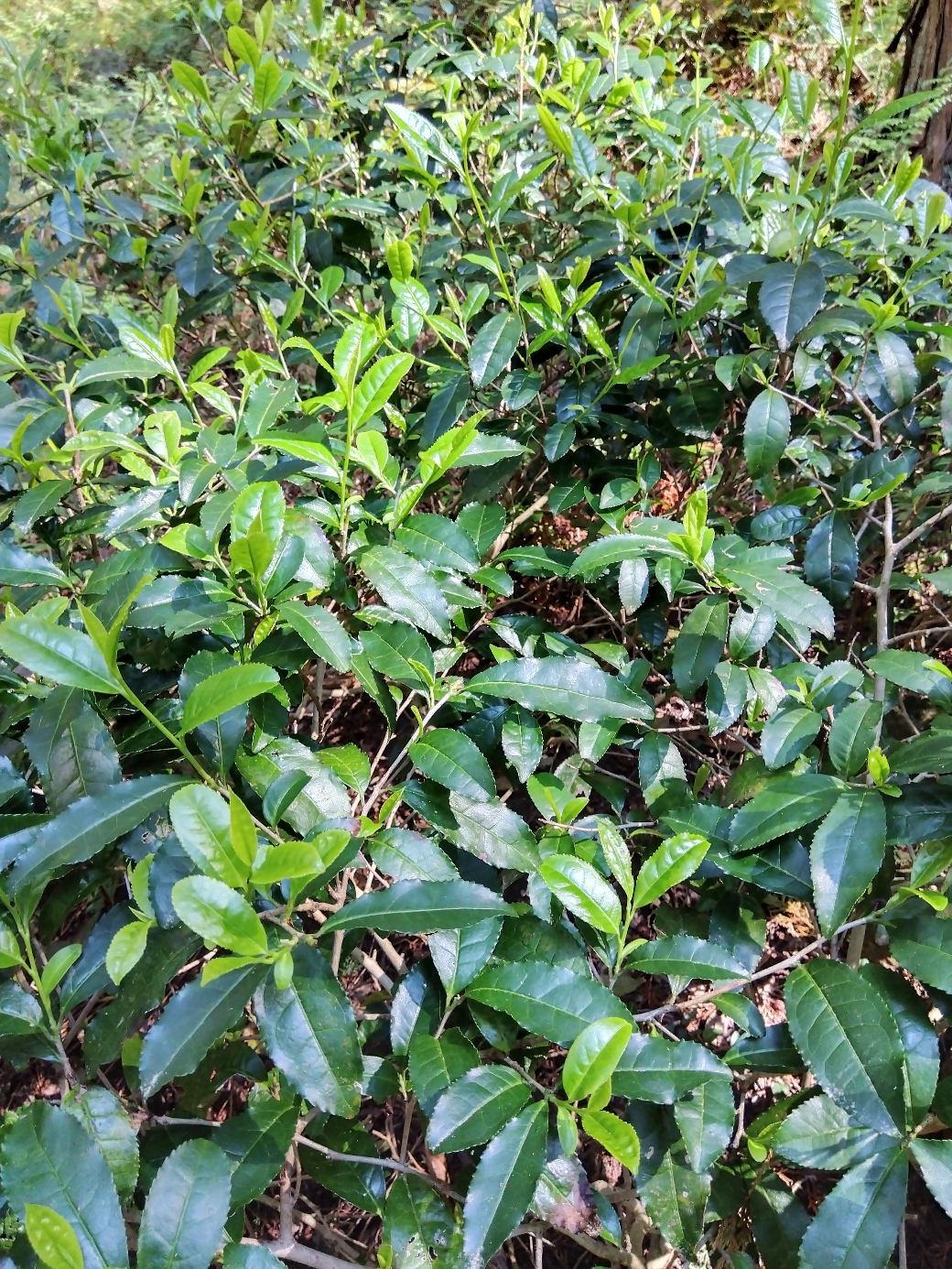 黄緑のものが新芽部分