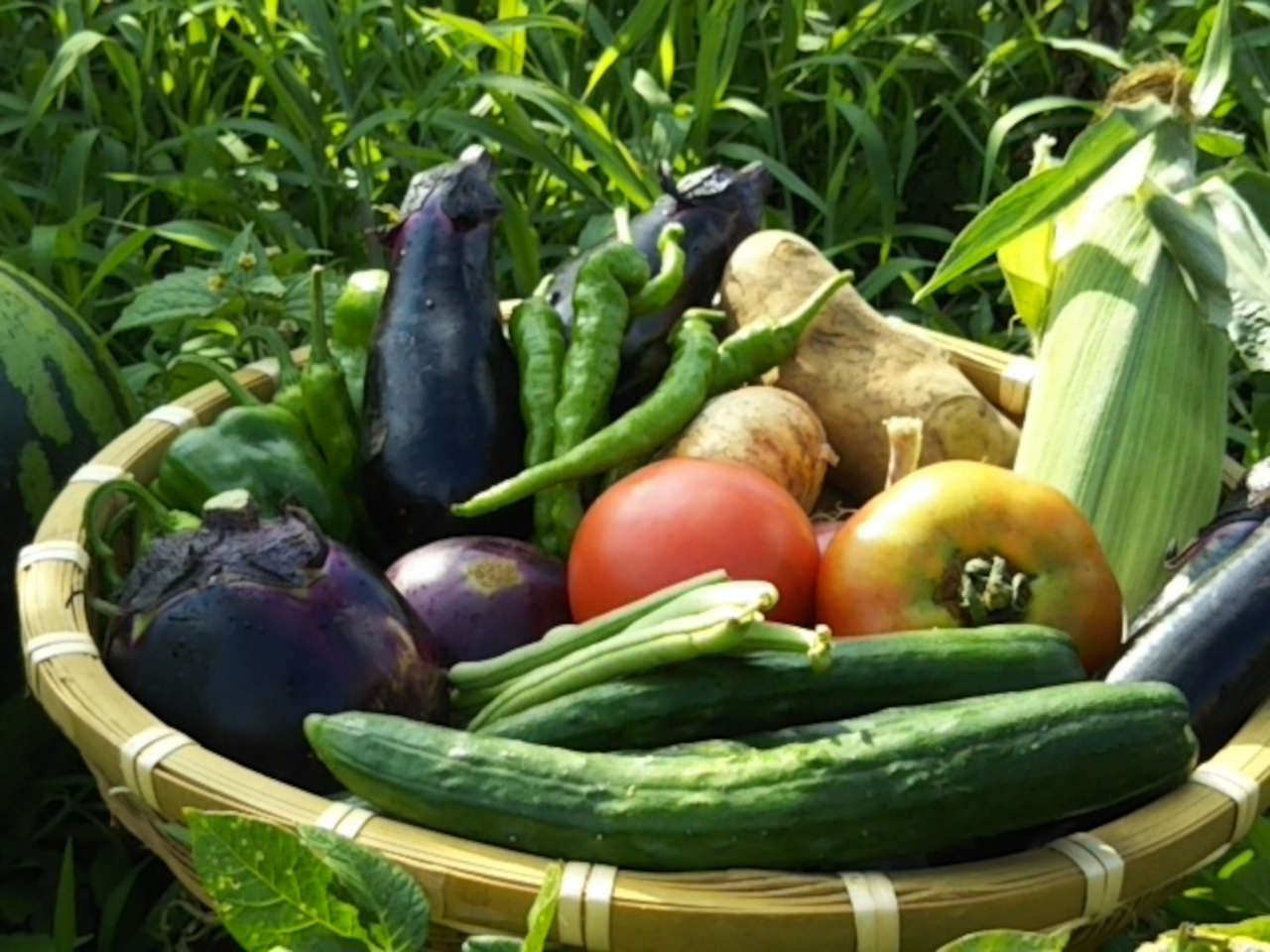 自家菜園の野菜