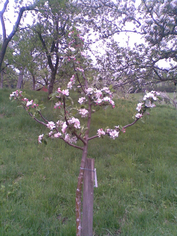 Blütenpracht im Obstgarten