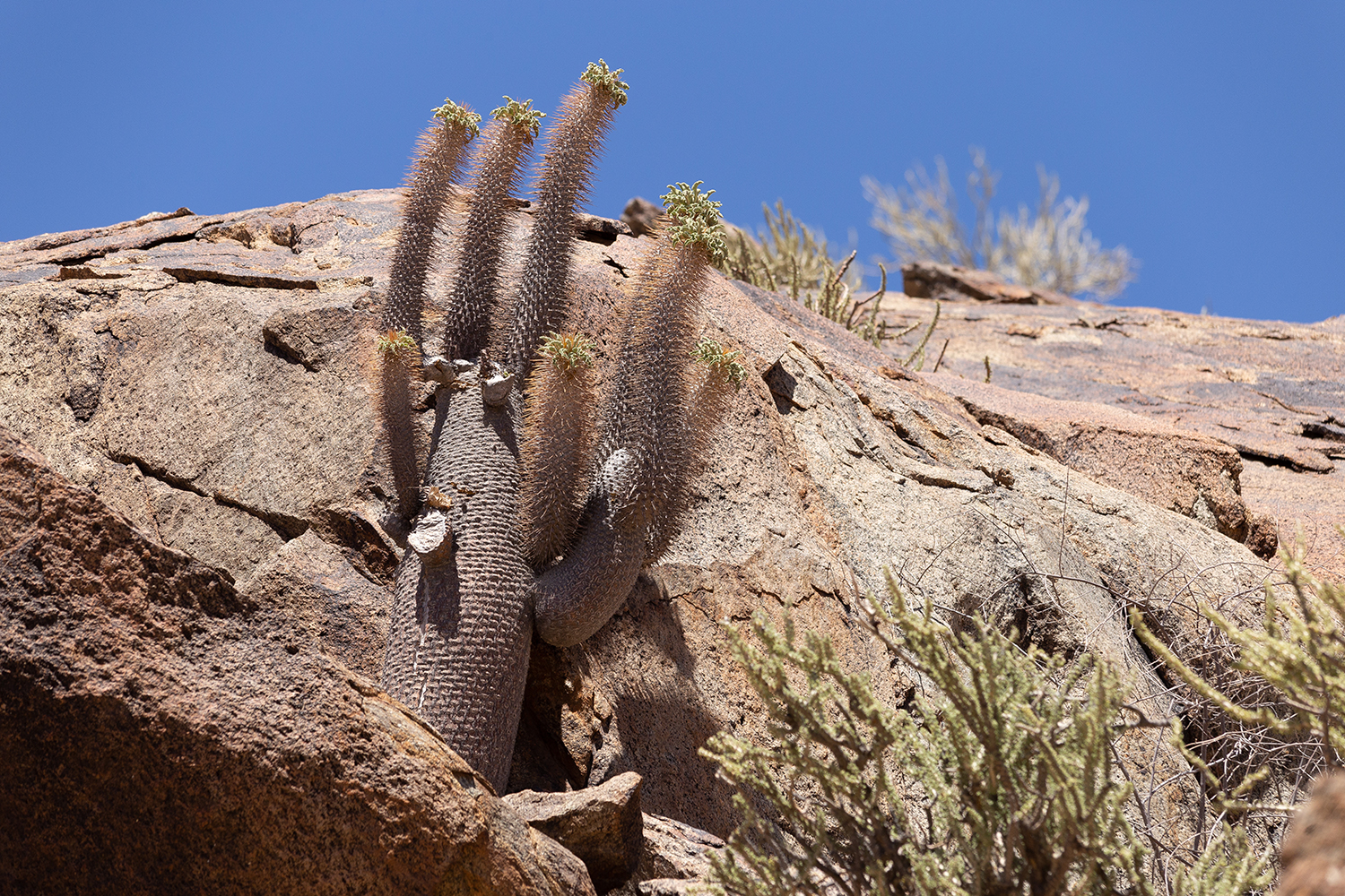 Südafrika 2019 (Richtersveld NP, Halfmen)