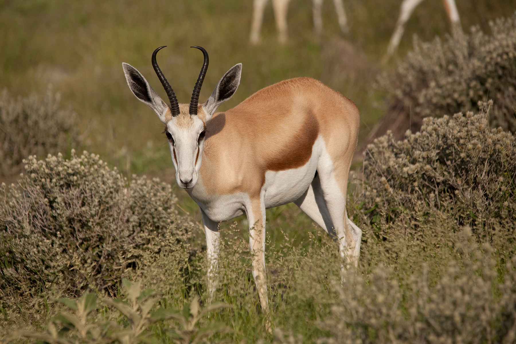 Namibia 2012 (Etosha)