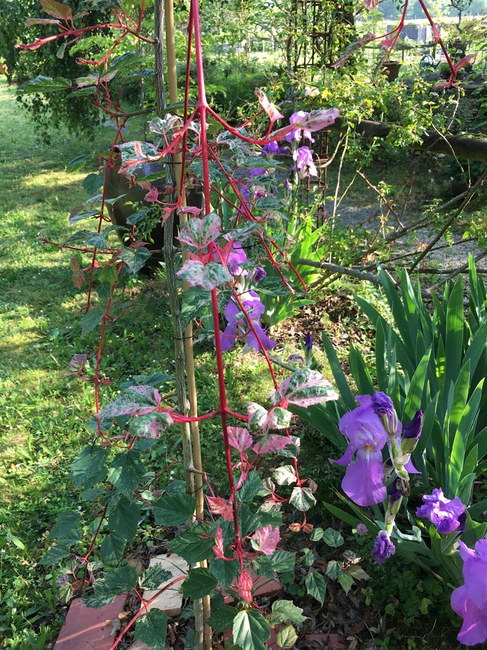 Acer conspicum "Red flamingo"