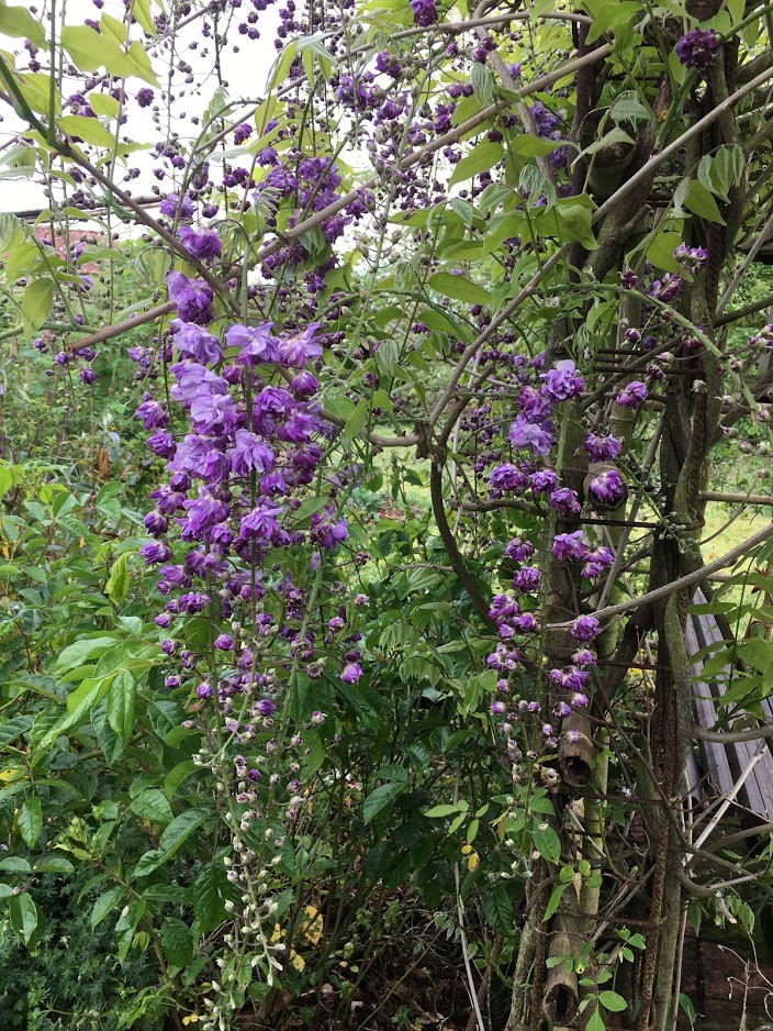 Wisteria "plena floridunda"