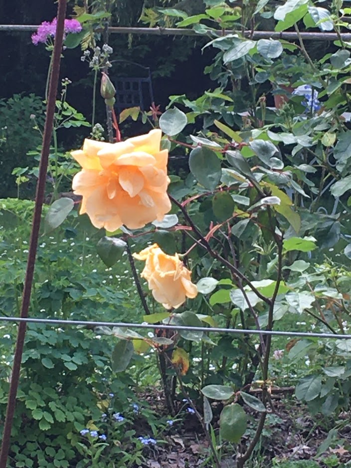 Rose "lady Hillington"