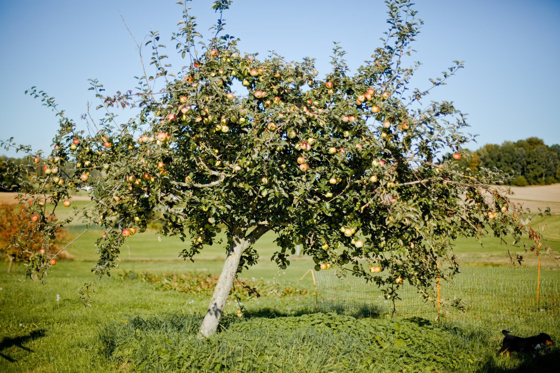 Auf dem KnallerbsenHof stehen viele Obstbäume © Knallerbsenhof