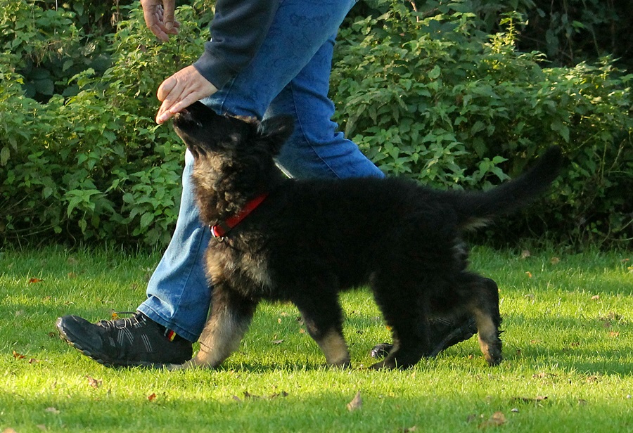 Futtertreiben