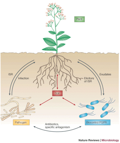 Biological control of soil-borne pathogens by fluorescent pseudomonads by Dieter Haas & Geneviève Défago, doi: 10.1038/nrmicro1129