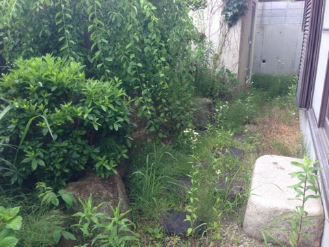 草引きと庭木のお手入れ　前