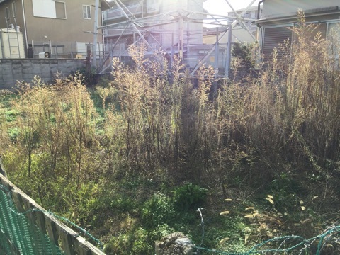 裏庭の草引きとお掃除　前