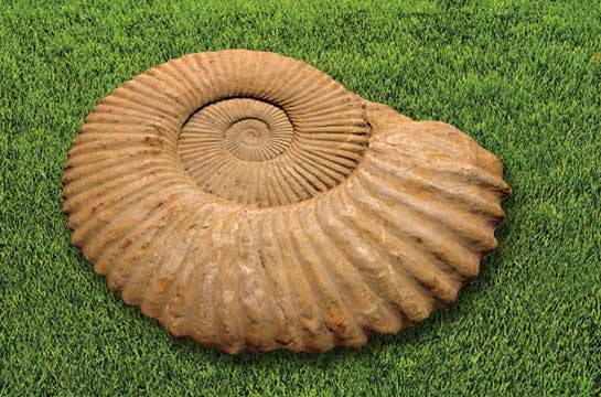 Große Auswahl naturbelassener Riesenammoniten von 10cm bis 70cm