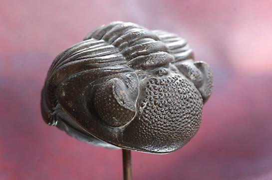 Phacops Trilobit eingerollt, sehr seltenes Exemplar