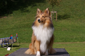 candy von shannon vicky shawnee zobel sheltie sable