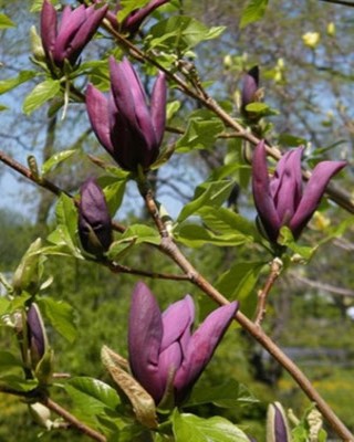 Magnolia 'Black Beauty'