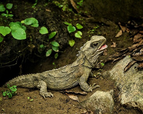 Qu'est ce qu'un Reptile - Site Jimdo de shadows-passion!
