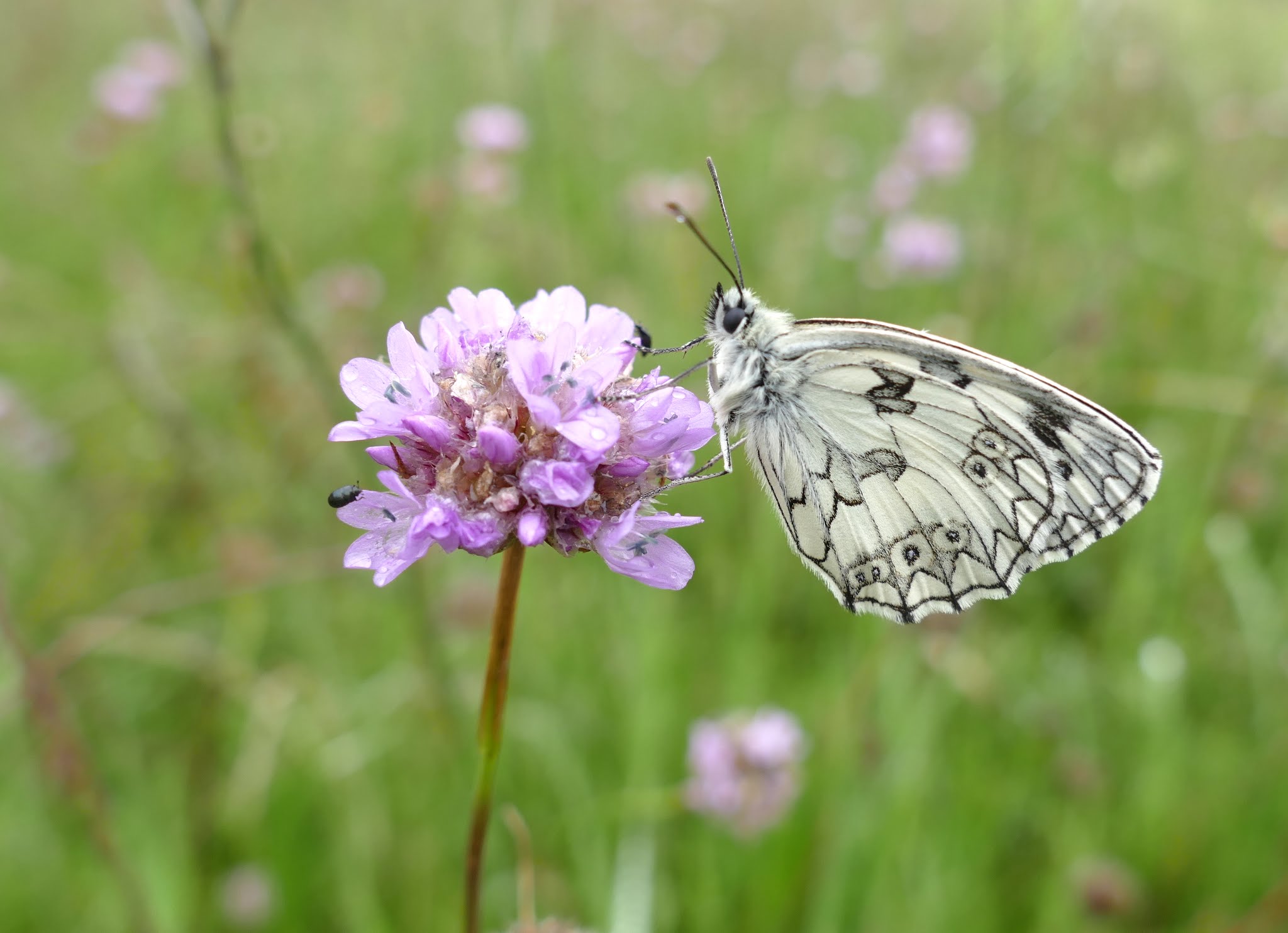 Schachbrettfalter, Schmetterling des Jahres 2019