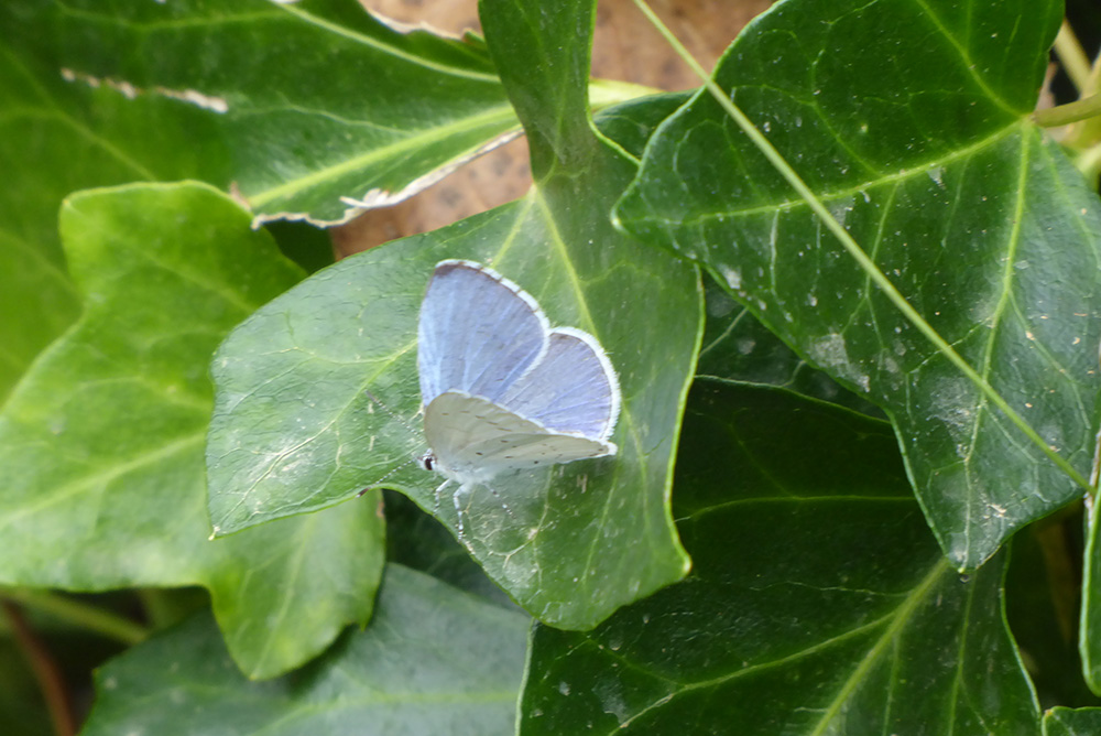 Himmelblauer Bläuling