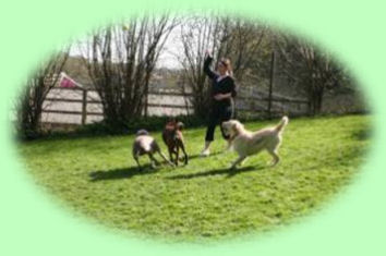 large kennels for big dogs, cosy kennels for toy dogs, feeding your dog with what they need, visit kennels yourself Wheathampstead, Hertfordshire