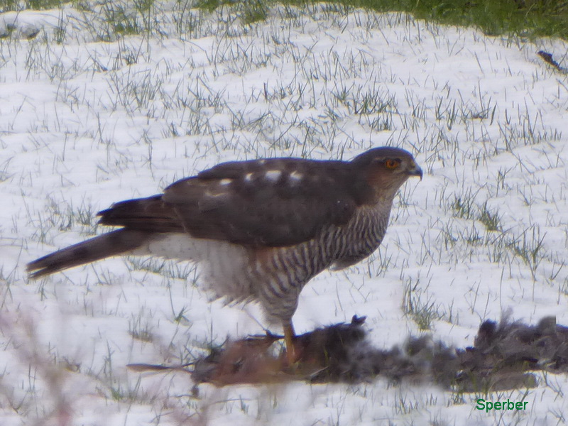 Sperberweibchen rupft eine geschlagene Amsel.