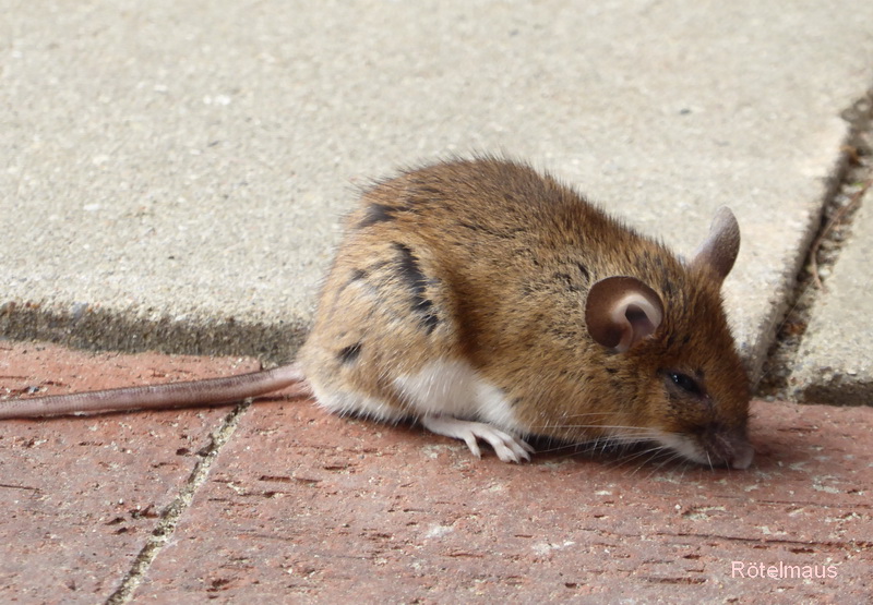 Die Rötelmaus sass sehr lange mitten auf der Terrasse.  Sie war wohl von einem Turmfalken gefangen und, als der an die Scheibe flog, fallen gelassen worden. 